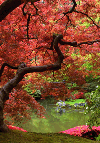 Fall Tree over Pond